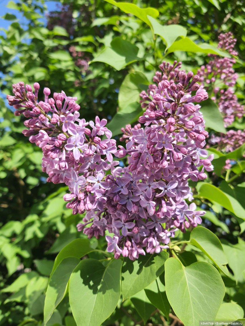 В Первый День Лета — Куклы Irrealdoll (Ирреалдолл): BJD (БЖД) (фото 3)