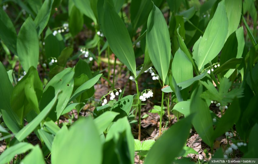 Ландышевый Июнь — Куклы Irrealdoll (Ирреалдолл): BJD (БЖД)