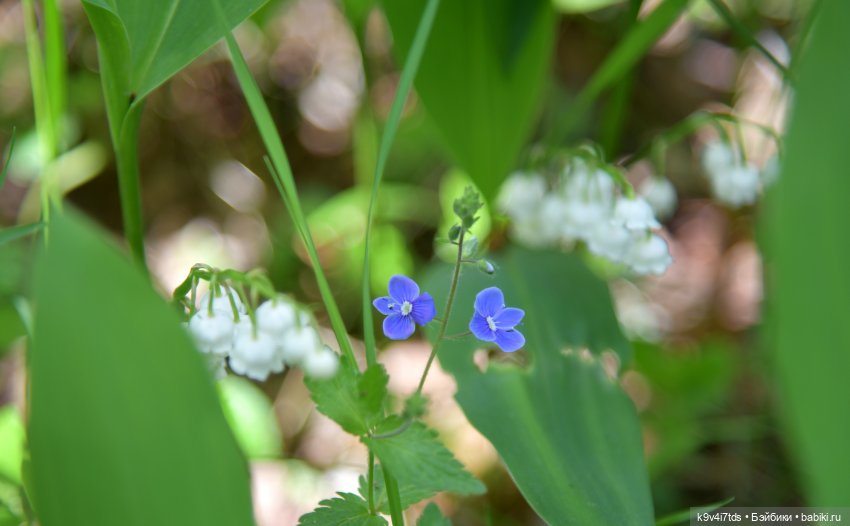 Ландышевый Июнь — Куклы Irrealdoll (Ирреалдолл): BJD (БЖД)