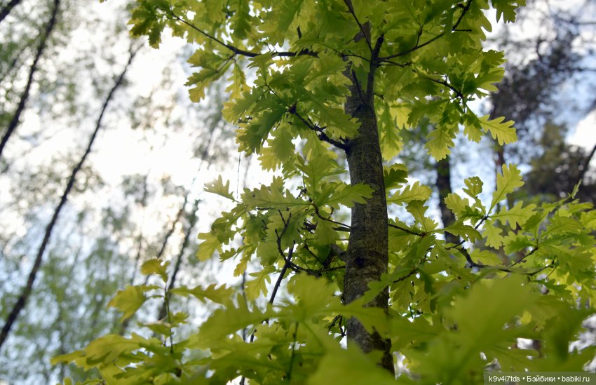 Ландышевый Июнь — Куклы Irrealdoll (Ирреалдолл): BJD (БЖД)