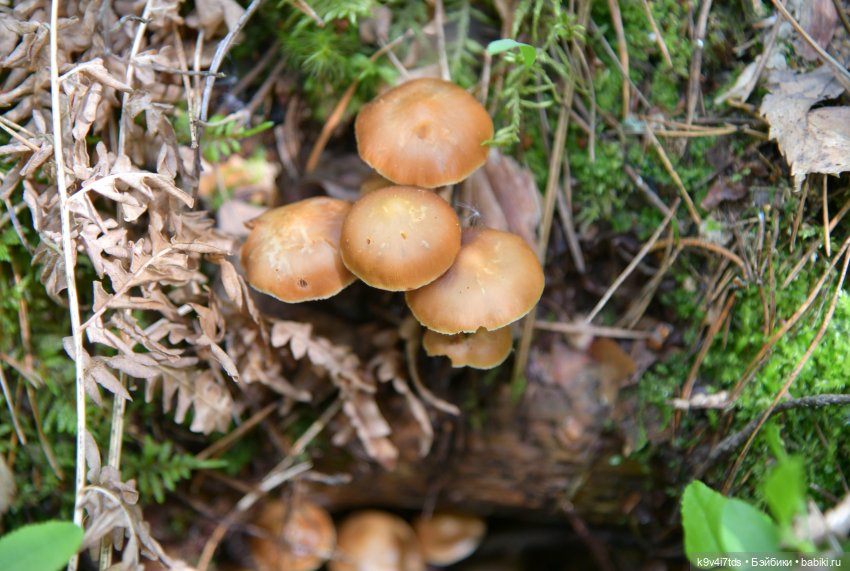 Ландышевый Июнь — Куклы Irrealdoll (Ирреалдолл): BJD (БЖД)