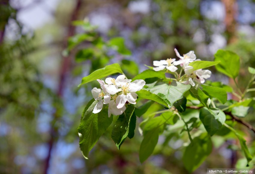 Ландышевый Июнь — Куклы Irrealdoll (Ирреалдолл): BJD (БЖД)