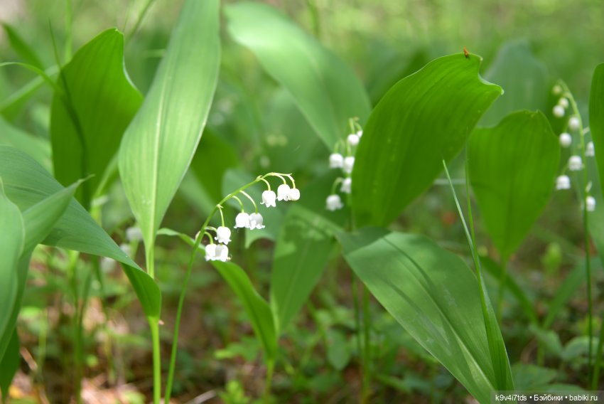 Ландышевый Июнь — Куклы Irrealdoll (Ирреалдолл): BJD (БЖД)