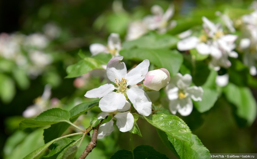 Ландышевый Июнь — Куклы Irrealdoll (Ирреалдолл): BJD (БЖД)