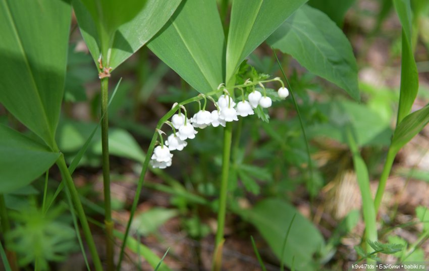 Ландышевый Июнь — Куклы Irrealdoll (Ирреалдолл): BJD (БЖД)