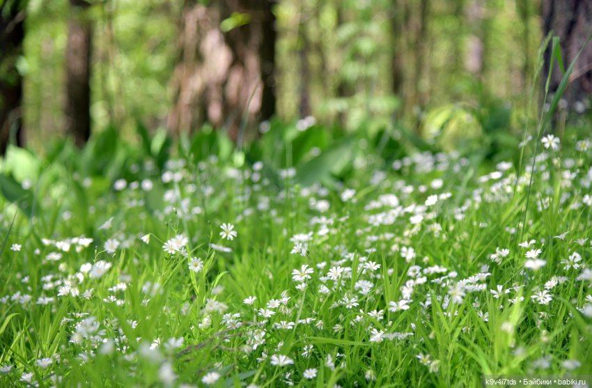 Ландышевый Июнь — Куклы Irrealdoll (Ирреалдолл): BJD (БЖД) (фото 10)