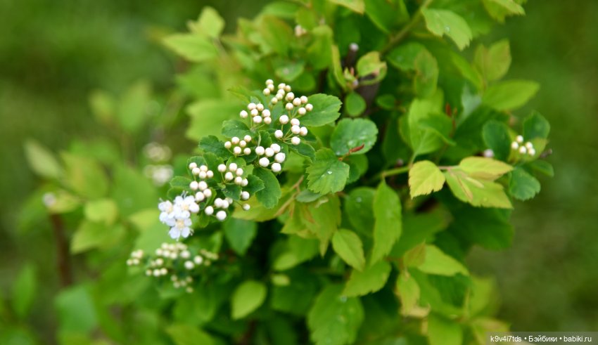 Пушкинский Праздник в Берново 2022 год