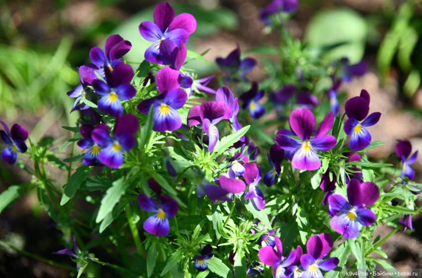 Пушкинский Праздник в Берново 2022 год, продолжение