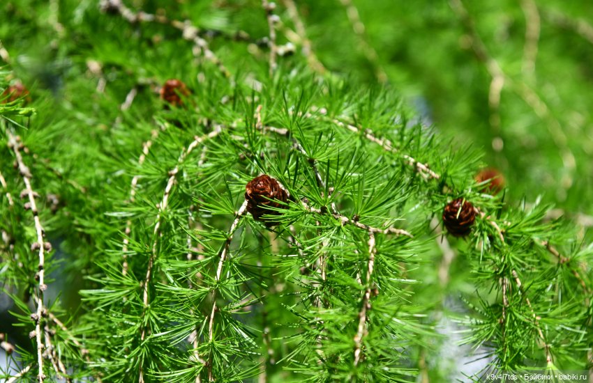 Пушкинский Праздник в Берново 2022 год, продолжение