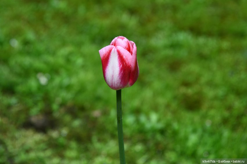 Пушкинский Праздник в Берново 2022 год, продолжение