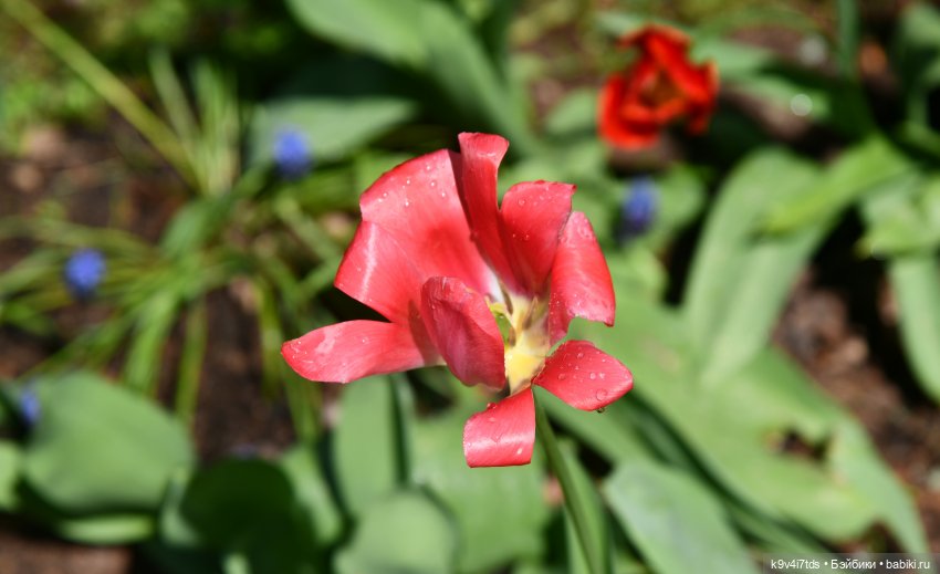 Пушкинский Праздник в Берново 2022 год, продолжение