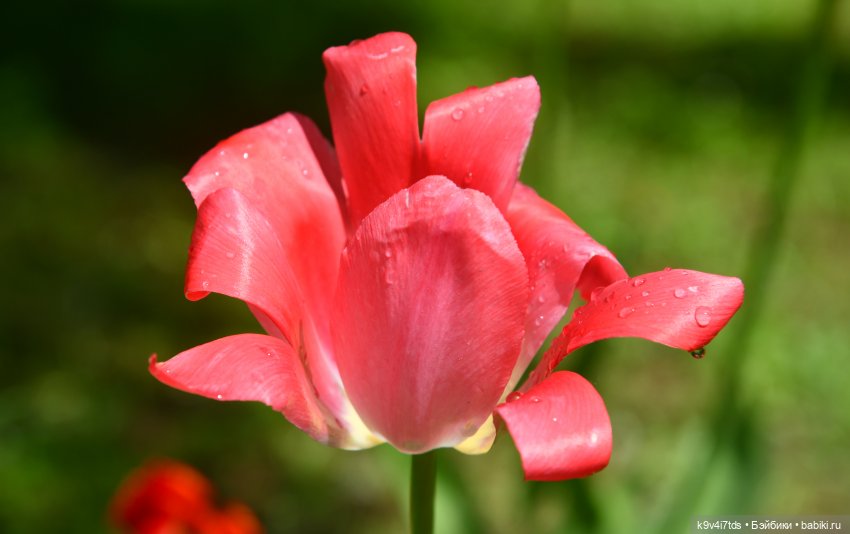 Пушкинский Праздник в Берново 2022 год, продолжение