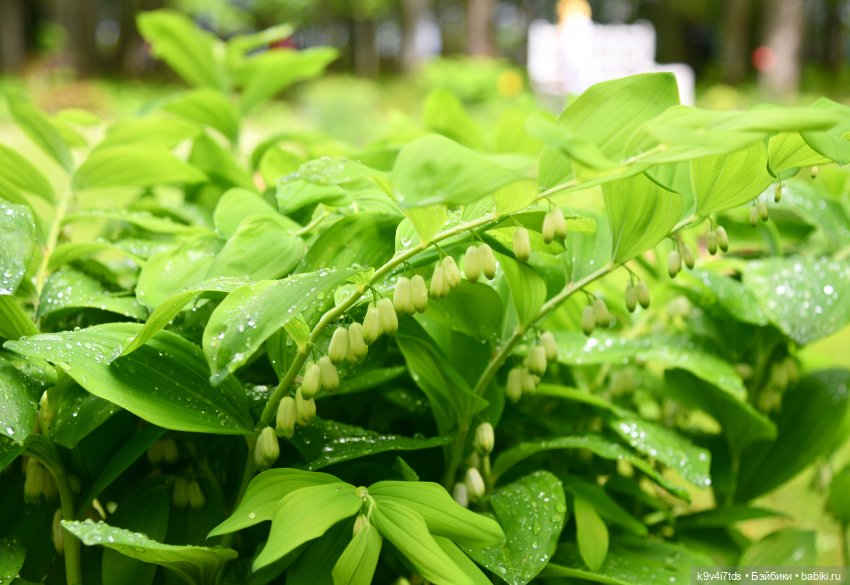 Пушкинский Праздник в Берново 2022 год, продолжение