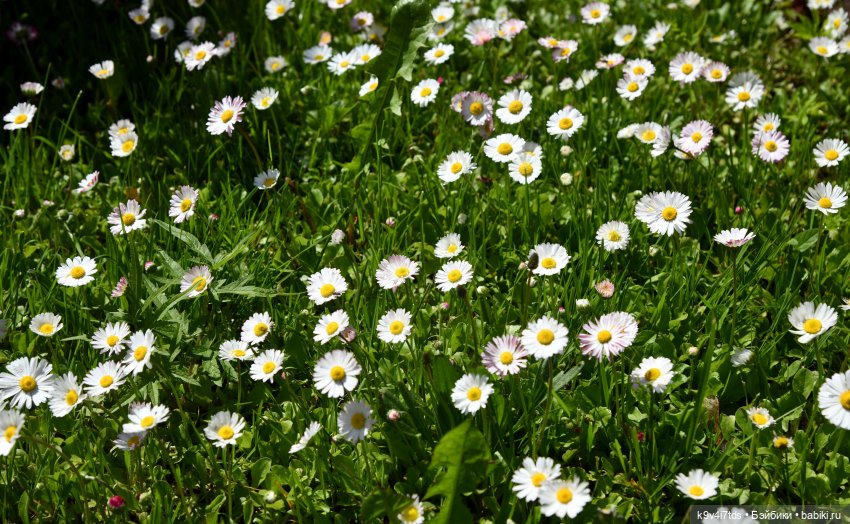 Пушкинский Праздник в Берново 2022 год, продолжение