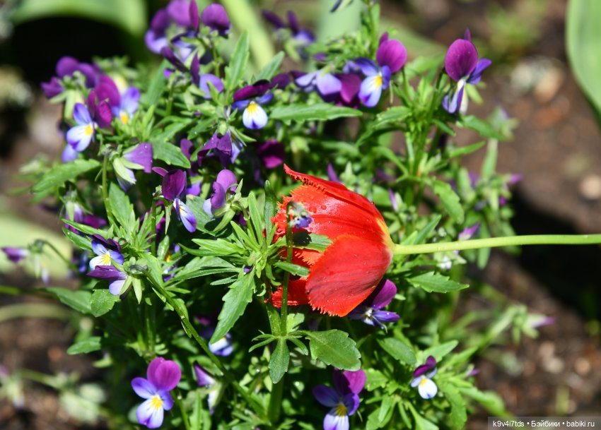 Пушкинский Праздник в Берново 2022 год, продолжение