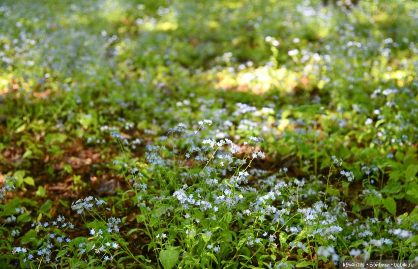 Пушкинский Праздник в Берново 2022 год, продолжение