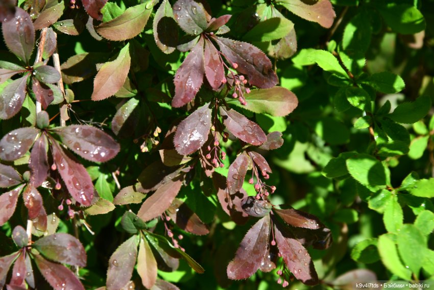 Пушкинский Праздник в Берново 2022 год, продолжение