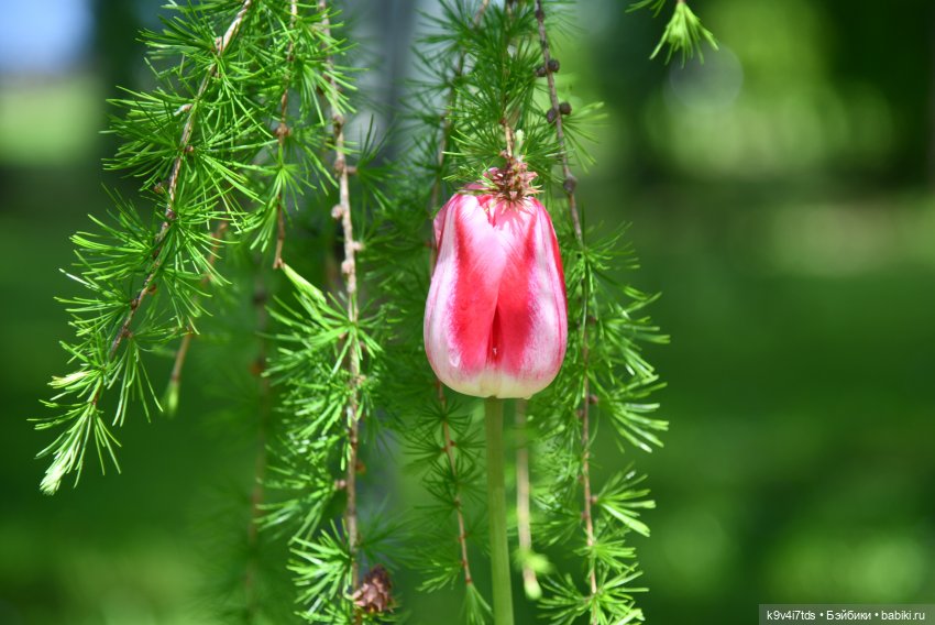 Пушкинский Праздник в Берново 2022 год, продолжение