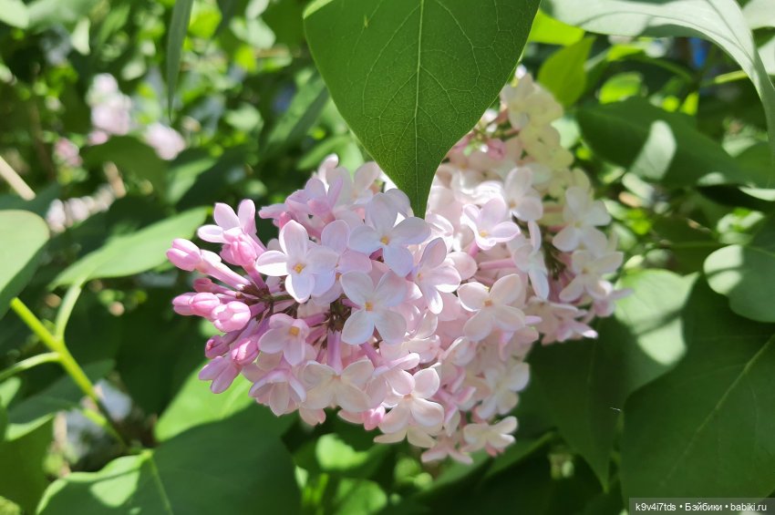 "Клубника в Шоколаде" — Куклы Irrealdoll (Ирреалдолл): BJD (БЖД) (фото 9)