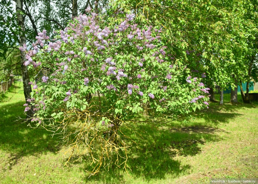 Пушкинский Праздник в Берново 2022 год, заключительная часть