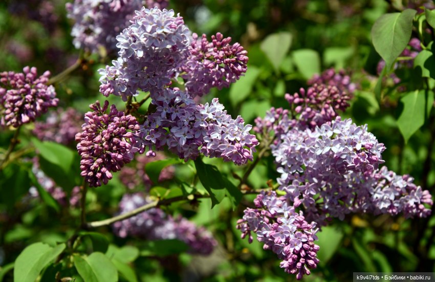 Пушкинский Праздник в Берново 2022 год, заключительная часть