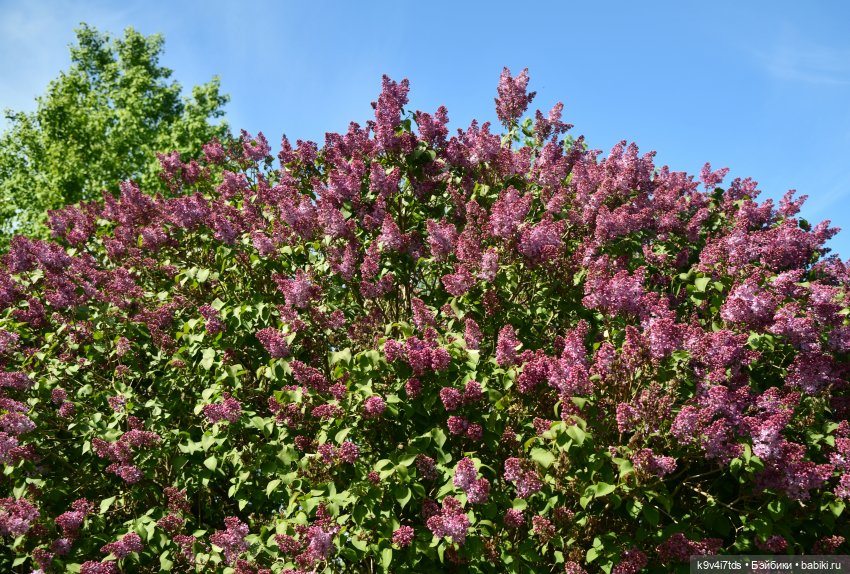 Пушкинский Праздник в Берново 2022 год, заключительная часть