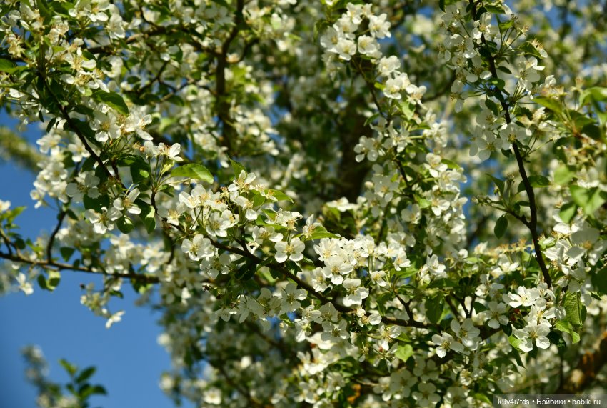 Пушкинский Праздник в Берново 2022 год, заключительная часть