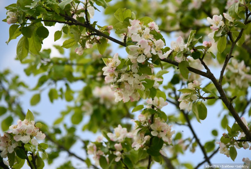 Пушкинский Праздник в Берново 2022 год, заключительная часть