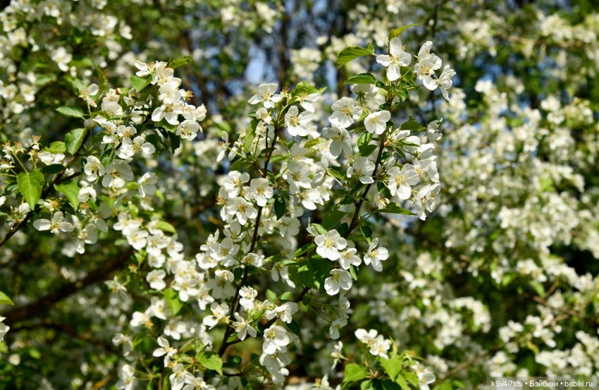 Пушкинский Праздник в Берново 2022 год, заключительная часть