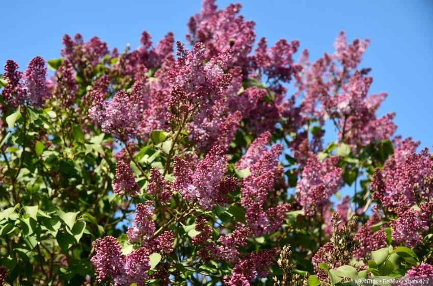 Пушкинский Праздник в Берново 2022 год, заключительная часть