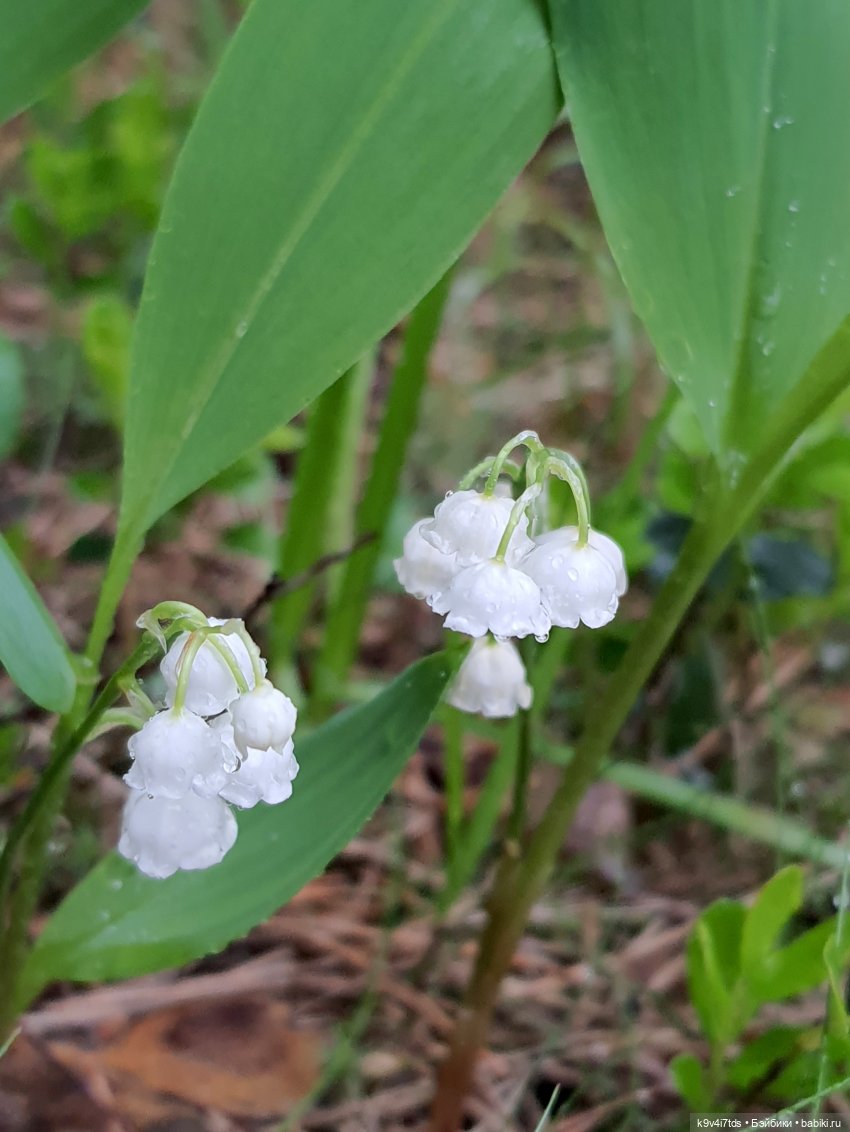 Ландышевый День — Куклы Zwergnase (Цвергназе/Цверги): фото