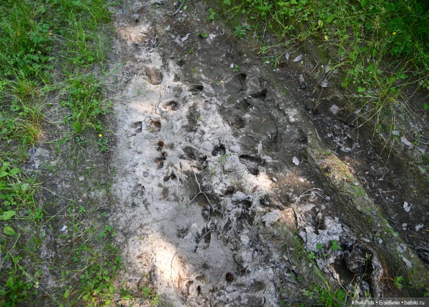 Васильковый Июль — Куклы Irrealdoll (Ирреалдолл): BJD (БЖД)