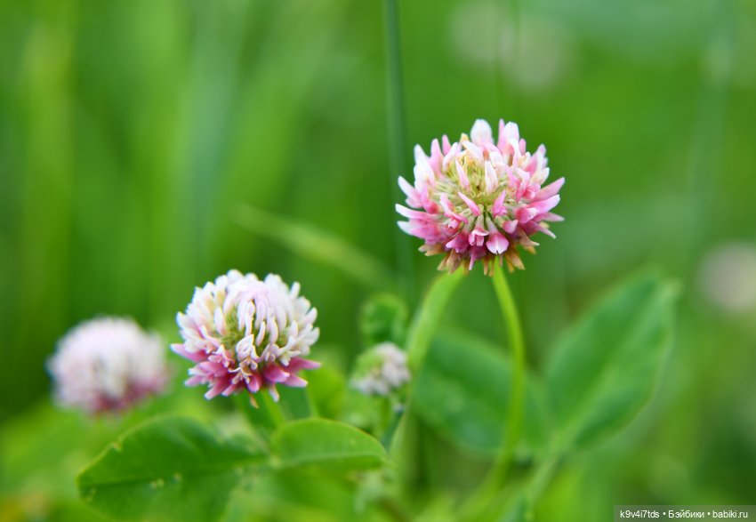 Васильковый Июль — Куклы Irrealdoll (Ирреалдолл): BJD (БЖД)