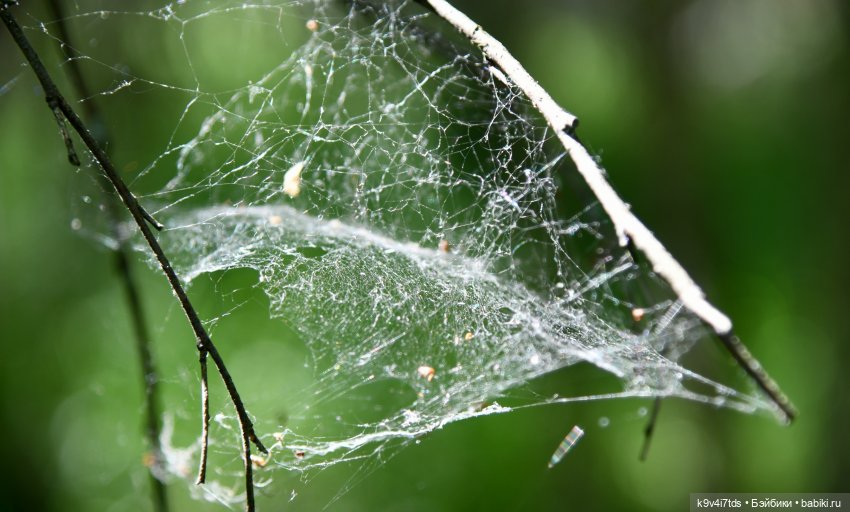 Васильковый Июль — Куклы Irrealdoll (Ирреалдолл): BJD (БЖД)