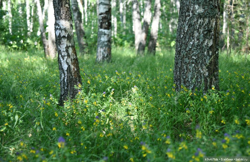 Июльская прогулка в "Саду Камней" (фото 10)