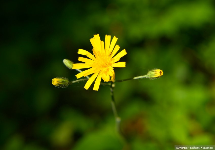 Васильковый Июль — Куклы Irrealdoll (Ирреалдолл): BJD (БЖД)