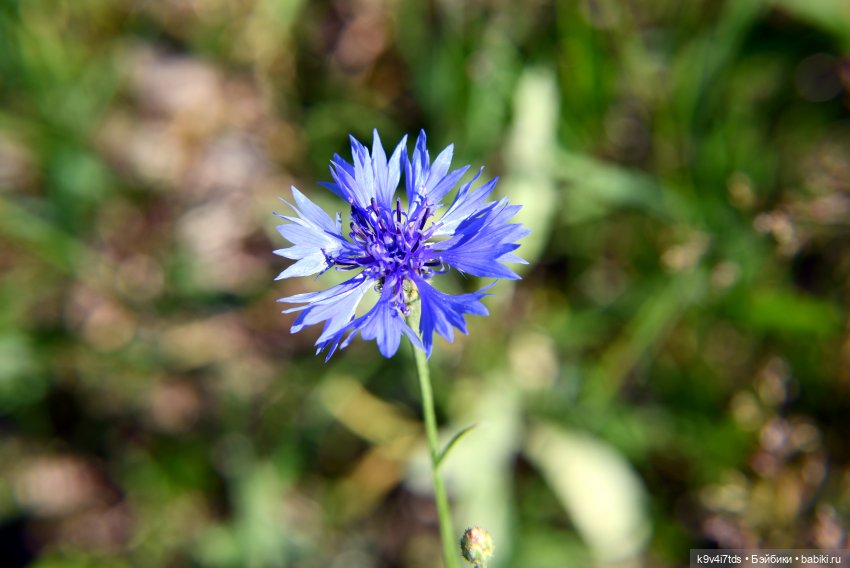 Васильковый Июль — Куклы Irrealdoll (Ирреалдолл): BJD (БЖД)