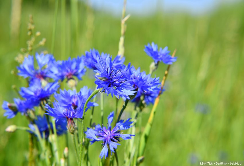 Васильковый Июль — Куклы Irrealdoll (Ирреалдолл): BJD (БЖД)