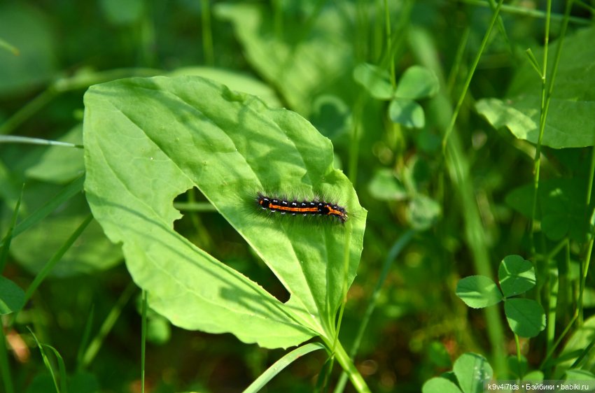 Васильковый Июль — Куклы Irrealdoll (Ирреалдолл): BJD (БЖД)