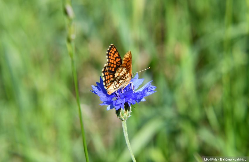 Васильковый Июль — Куклы Irrealdoll (Ирреалдолл): BJD (БЖД)