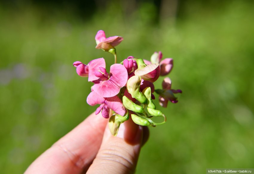 Васильковый Июль — Куклы Irrealdoll (Ирреалдолл): BJD (БЖД) (фото 6)