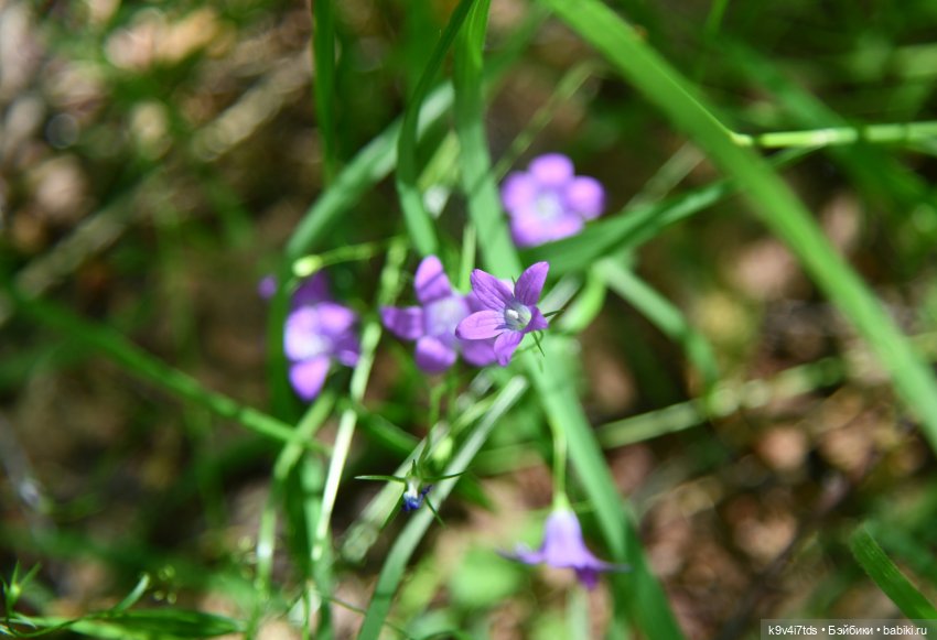 Васильковый Июль — Куклы Irrealdoll (Ирреалдолл): BJD (БЖД)