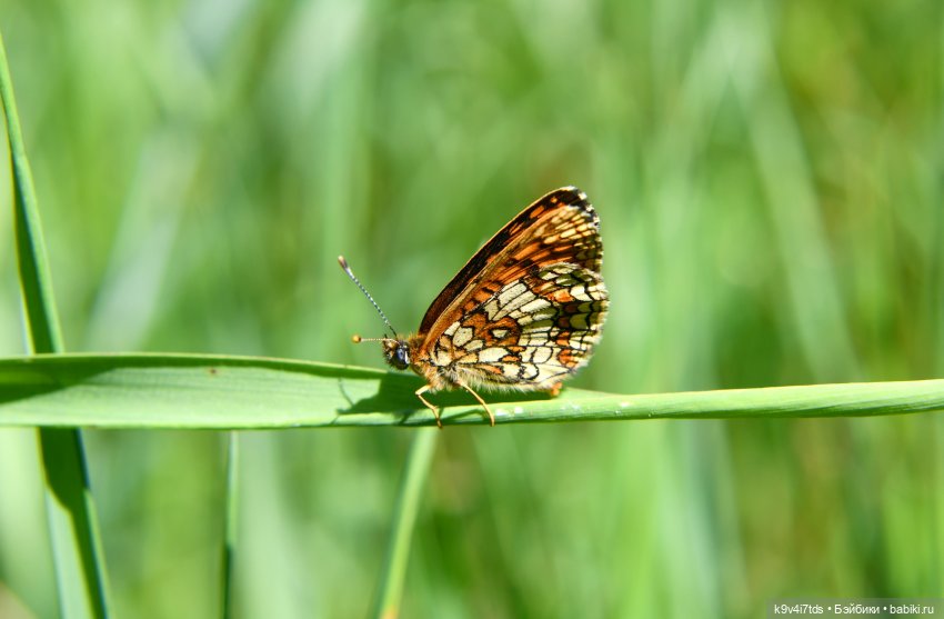 Васильковый Июль — Куклы Irrealdoll (Ирреалдолл): BJD (БЖД)