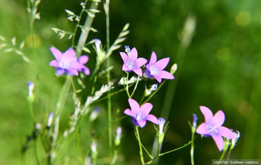 Васильковый Июль — Куклы Irrealdoll (Ирреалдолл): BJD (БЖД) (фото 5)