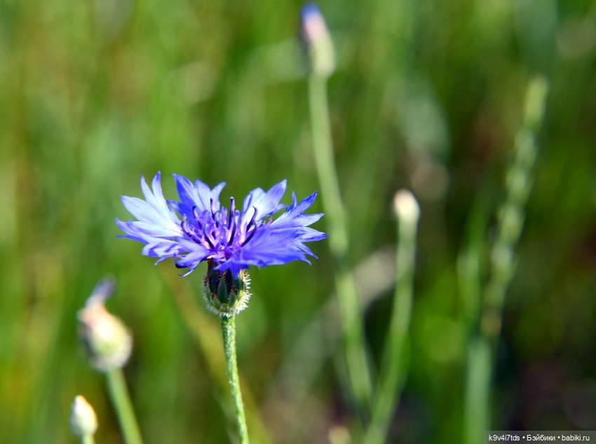 Васильковый Июль — Куклы Irrealdoll (Ирреалдолл): BJD (БЖД)