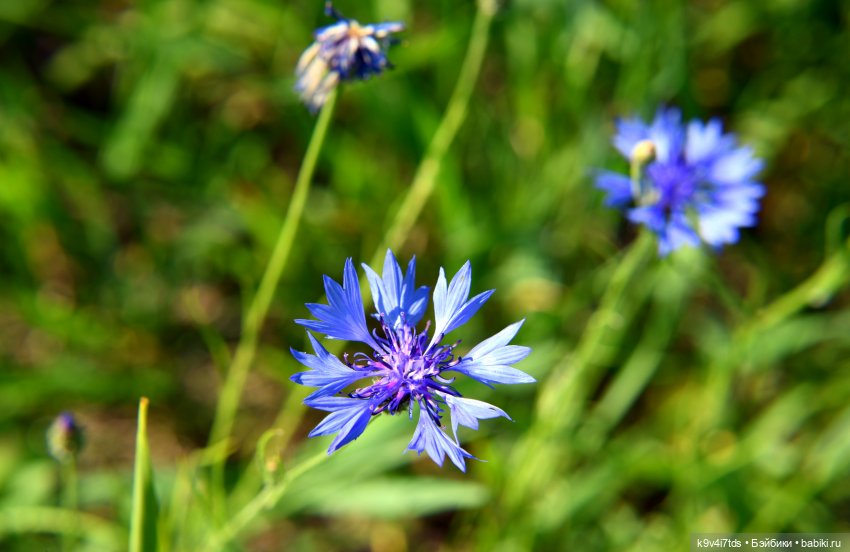 Васильковый Июль — Куклы Irrealdoll (Ирреалдолл): BJD (БЖД)