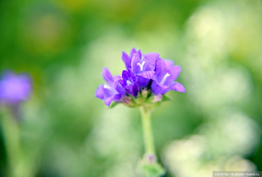 Васильковый Июль — Куклы Irrealdoll (Ирреалдолл): BJD (БЖД)