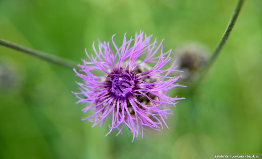 Васильковый Июль — Куклы Irrealdoll (Ирреалдолл): BJD (БЖД)