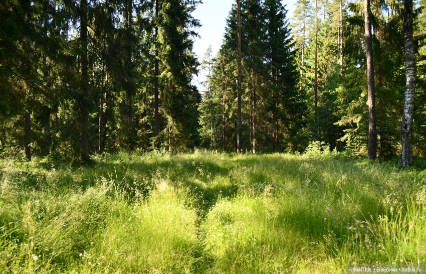 Васильковый Июль — Куклы Irrealdoll (Ирреалдолл): BJD (БЖД)