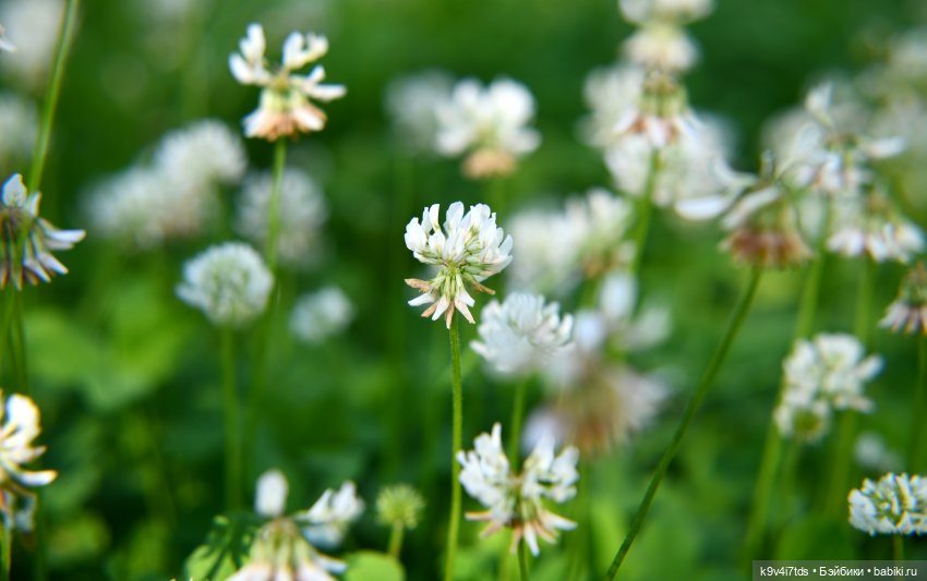 Васильковый Июль — Куклы Irrealdoll (Ирреалдолл): BJD (БЖД) (фото 8)